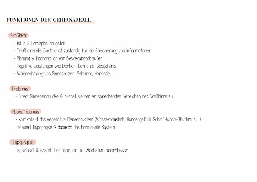 Dag Gehirn
AUFBAU:
Zwischenhirn
Großhirn
Thalamus
Hypothalamus
Hypophyse
Balken
Rückenmark
Mittelhirn
Brücke
Nachhirn
Kleinhirn
Stammhirn FU