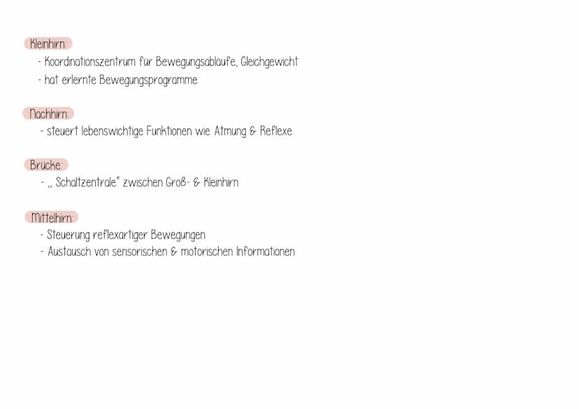 Dag Gehirn
AUFBAU:
Zwischenhirn
Großhirn
Thalamus
Hypothalamus
Hypophyse
Balken
Rückenmark
Mittelhirn
Brücke
Nachhirn
Kleinhirn
Stammhirn FU