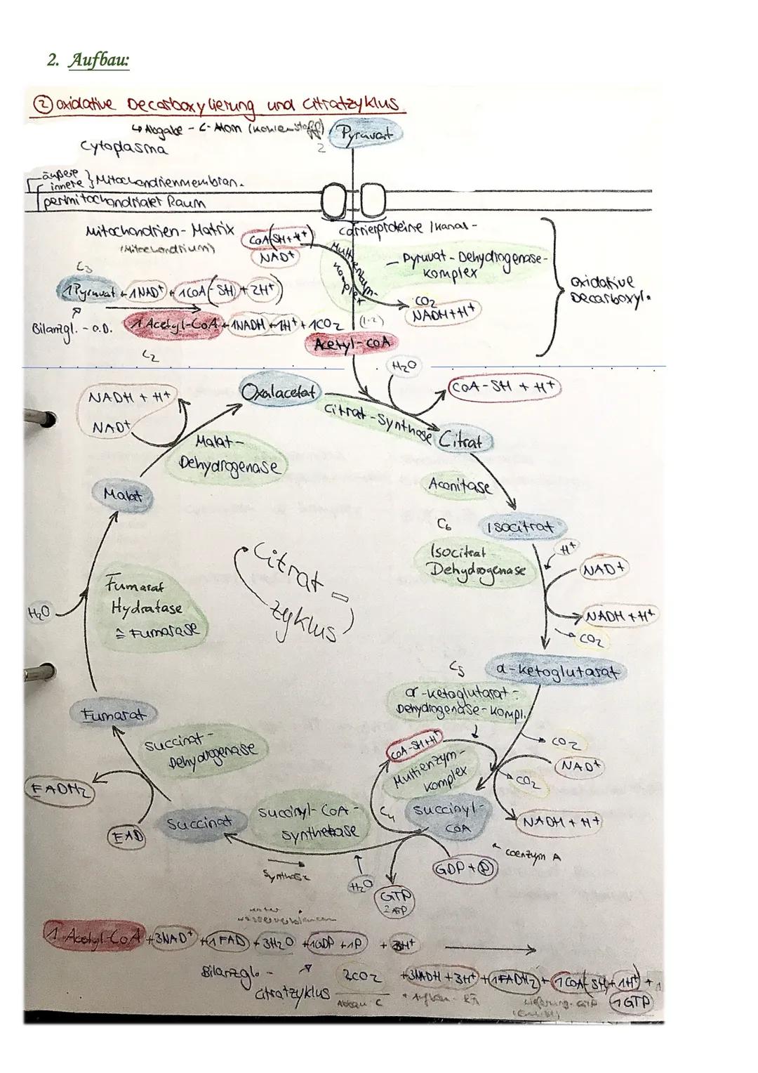 # Citratzyklus

1. Funktion

Wichtiger Bestandteil des abbauenden Stoffwechsels, bei welchem die durch die Fotosynthese (aufbauender Stoffwe