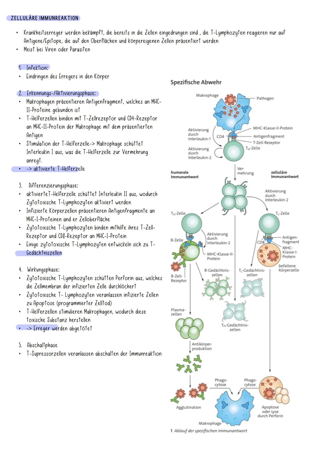 Immunbiologie ### Immunbiologie

Allgemeines:

Pandemie:
*   Länder- bzw. kontinentübergreifende Ausbreitung
    einer Infektionskrankheit
*