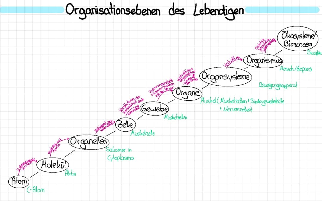 Organisationsebenen des Lebendigen 