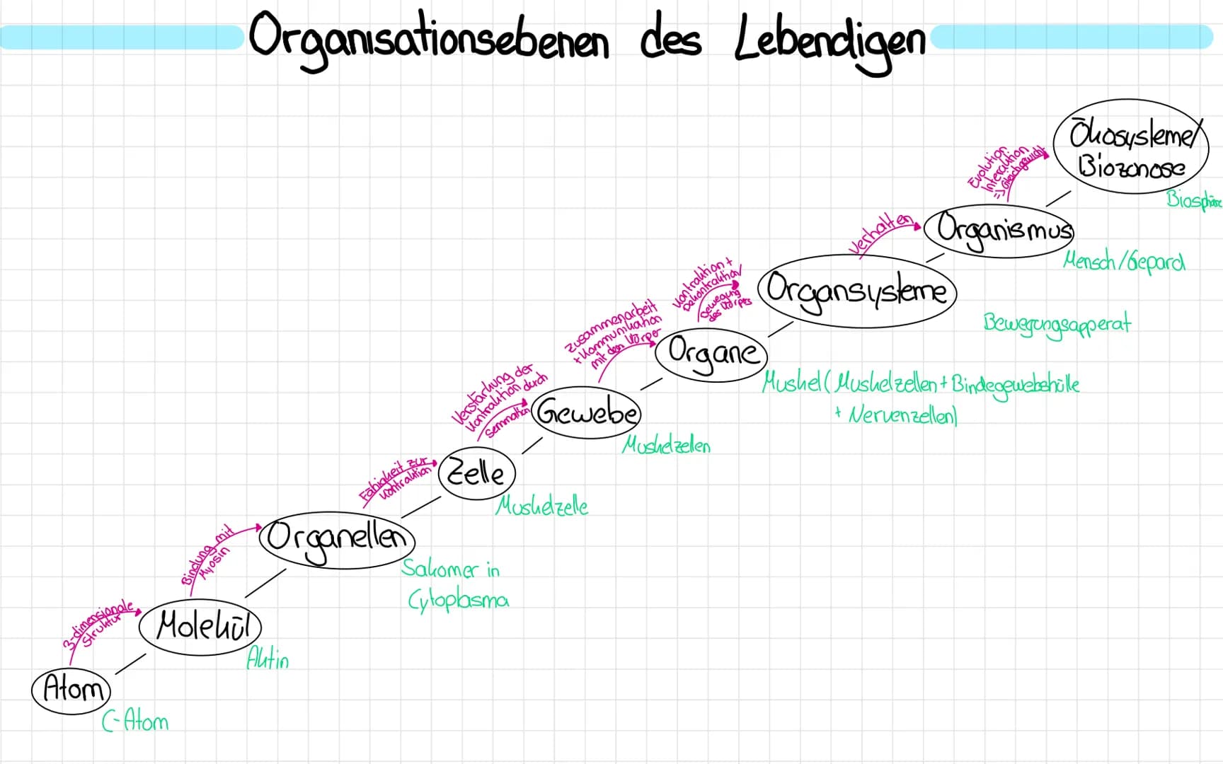 Atom
Hw bunpuis
C-Atom
Myosin
Organisationsebenen des Lebendigen
Molekul
Autin
Fantation
Organellen
Verstärkung der
Vantraution durch
Semmat