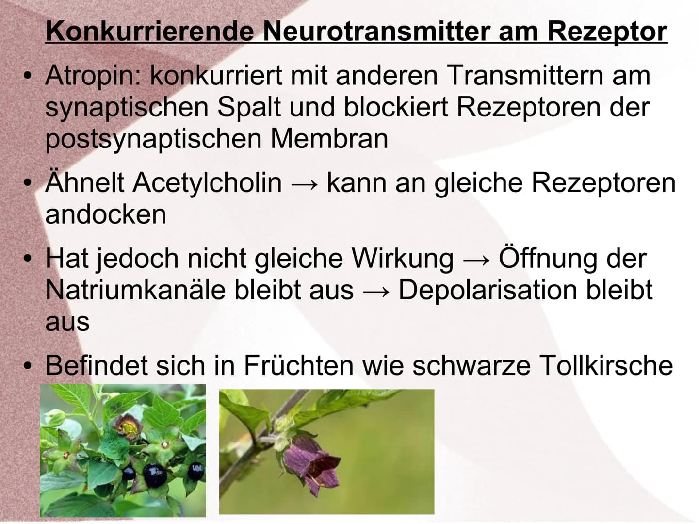 Wirkung von Giften an Synapsen ●
●
Was sind Synapsengifte?
Stoffe die in den Ablauf der natürlichen
Erregungsübertragung in Synapsen eingrei