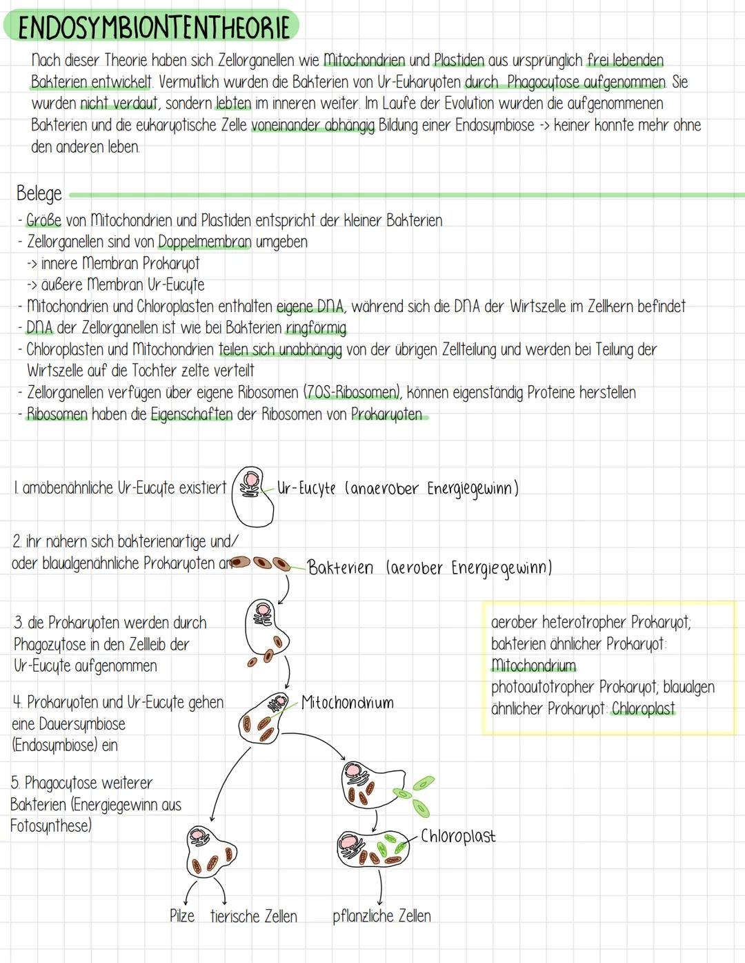# ENDOSYMBIONTENTHEORIE
Nach dieser Theorie haben sich Zellorganellen wie Mitochondrien und Plastiden aus ursprünglich frei lebenden
Bakteri