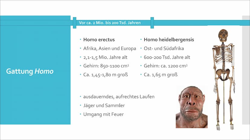 美國
Humanevolution Agenda
• Ursprung
●
Evolution des Menschen
• Umstrittene Urformen
• Australopithecus Gruppe
Gattung Homo
• Der aufrechte G
