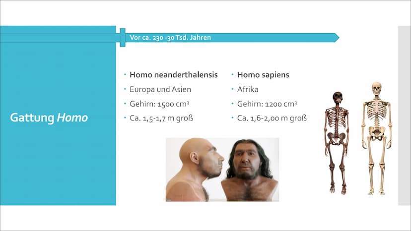 美國
Humanevolution Agenda
• Ursprung
●
Evolution des Menschen
• Umstrittene Urformen
• Australopithecus Gruppe
Gattung Homo
• Der aufrechte G