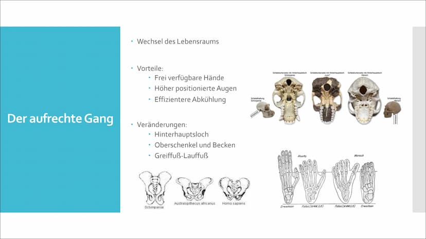 美國
Humanevolution Agenda
• Ursprung
●
Evolution des Menschen
• Umstrittene Urformen
• Australopithecus Gruppe
Gattung Homo
• Der aufrechte G