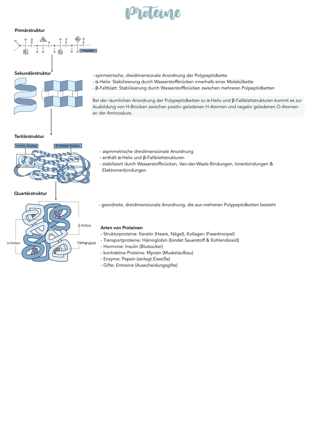 Primärstruktur
HO
R₁
Sekundärstruktur
3
Tertiärstruktur
a-Helix-Struktur
H
Ce
a-Ketten.
Quartärstruktur
H
(R₂)
R₂0
3-Faltblatt-Struktur
Poly