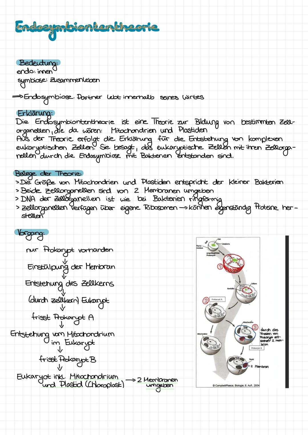 Endosymbiententheorie
Bedeutung.
endo: innen
symbiose
→Endosymbiose. Partner lebt innerhalb seines Wirtes
Erklärung:
Die Endosymbiontentheor