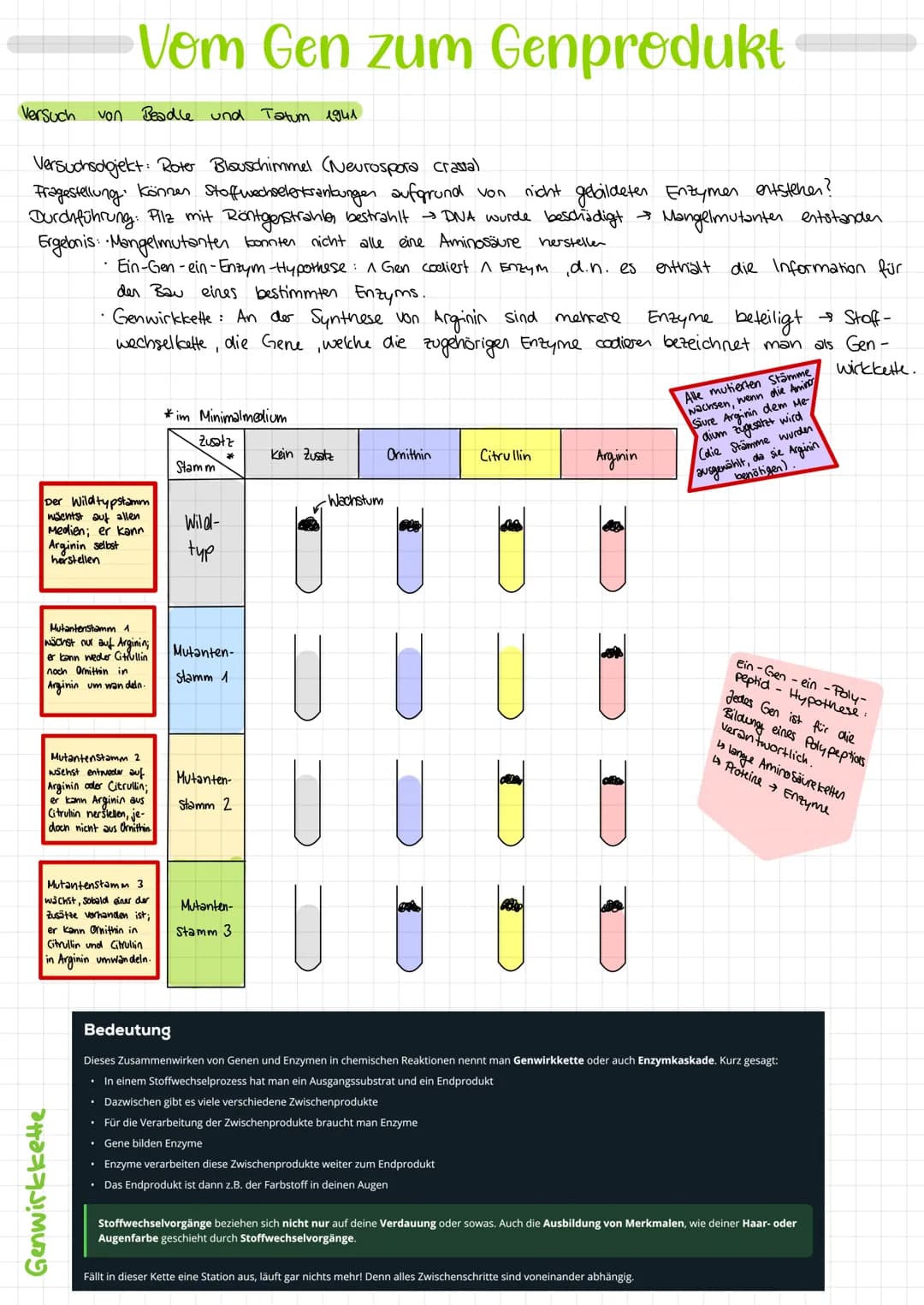 Versuch
Vom Gen zum Genprodukt
Genwirkkette
von Beadle und Tatum 1941
Versuchsolojekt: Roter Blauschimmel (Neurospora crassa)
Fragestellung 
