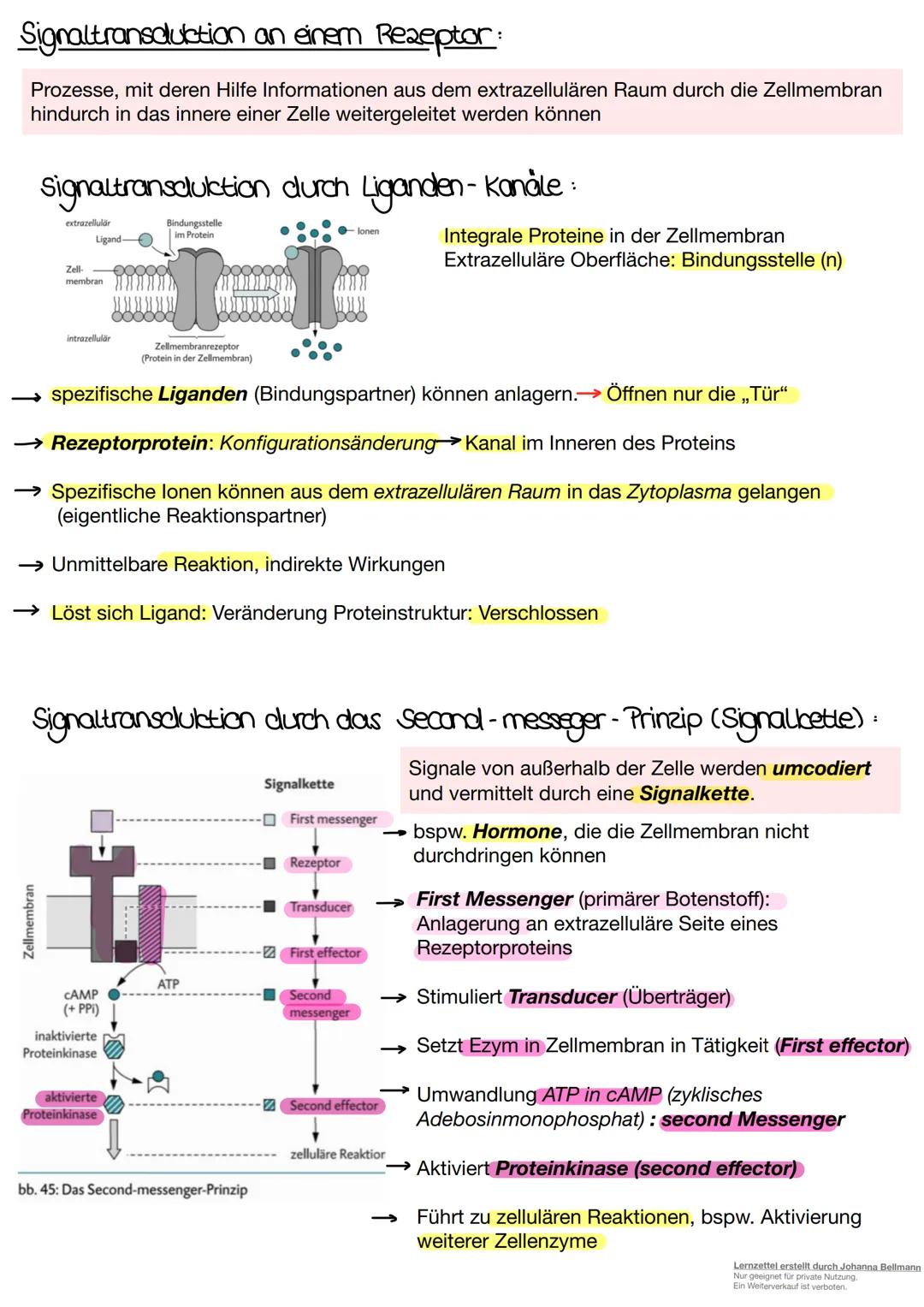 Neurobiologie
Lernzettel erstellt durch Johanna Bellmann
Nur geeignet für private Nutzung.
Ein Weiterverkauf ist verboten. Die Nervenzelle.
