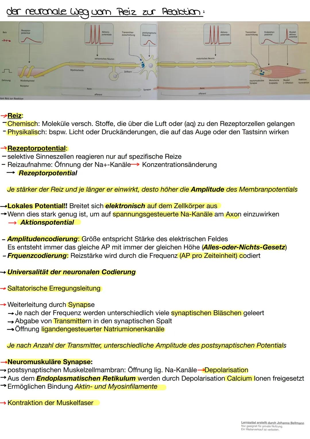 Neurobiologie
Lernzettel erstellt durch Johanna Bellmann
Nur geeignet für private Nutzung.
Ein Weiterverkauf ist verboten. Die Nervenzelle.
