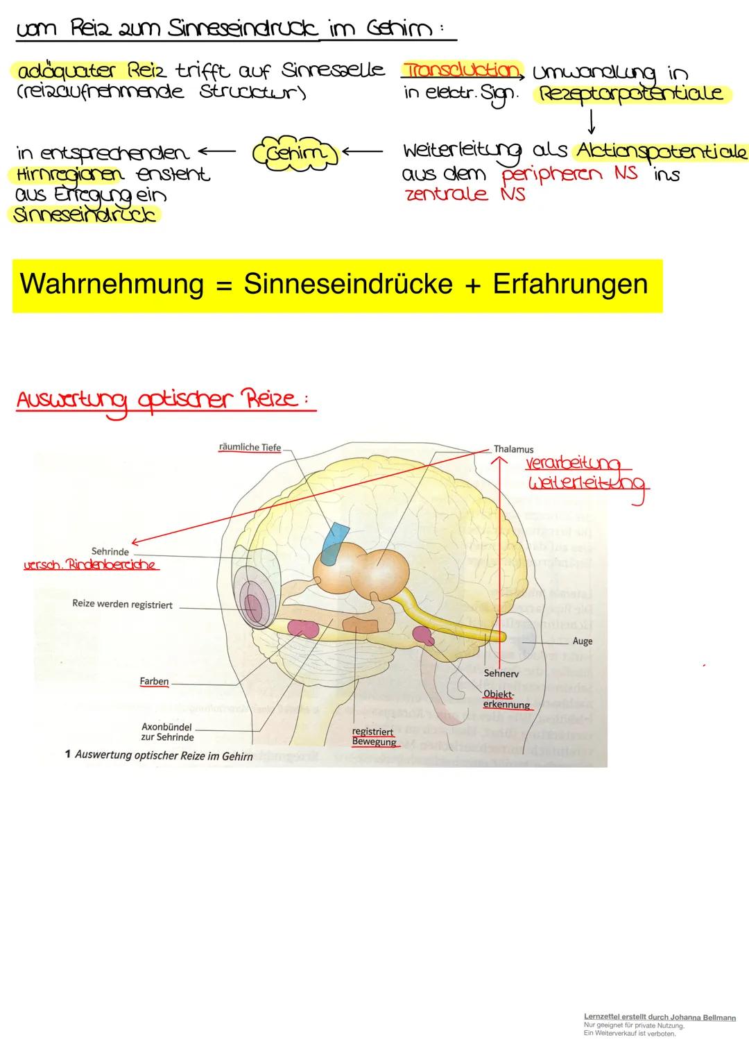 Neurobiologie
Lernzettel erstellt durch Johanna Bellmann
Nur geeignet für private Nutzung.
Ein Weiterverkauf ist verboten. Die Nervenzelle.
