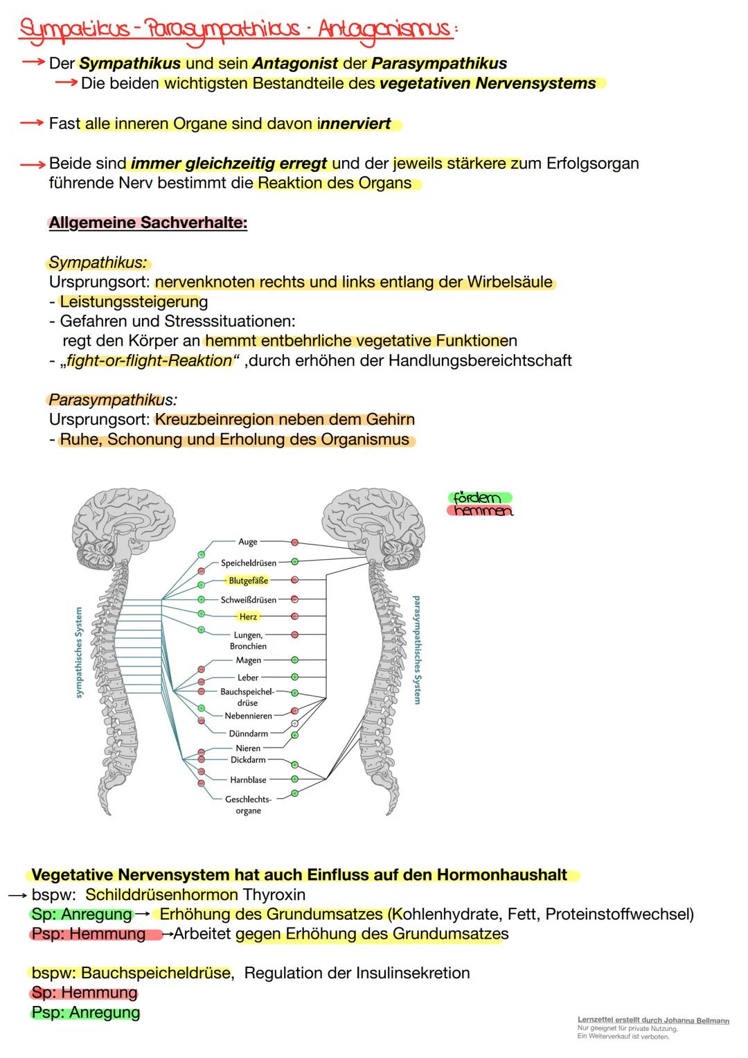 Neurobiologie
Lernzettel erstellt durch Johanna Bellmann
Nur geeignet für private Nutzung.
Ein Weiterverkauf ist verboten. Die Nervenzelle.
