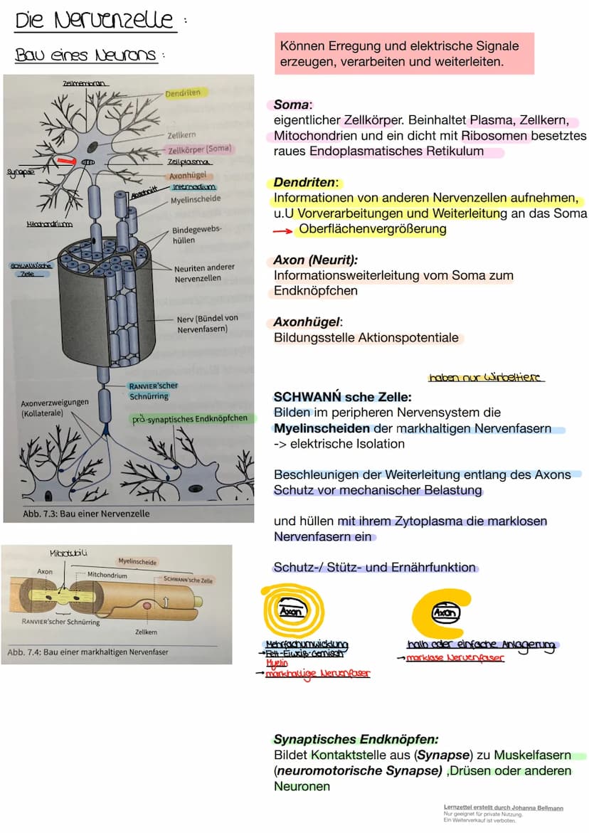 Neurobiologie
Lernzettel erstellt durch Johanna Bellmann
Nur geeignet für private Nutzung.
Ein Weiterverkauf ist verboten. Die Nervenzelle.
