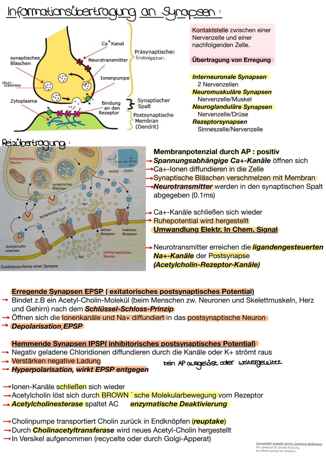 Neurobiologie
Lernzettel erstellt durch Johanna Bellmann
Nur geeignet für private Nutzung.
Ein Weiterverkauf ist verboten. Die Nervenzelle.
