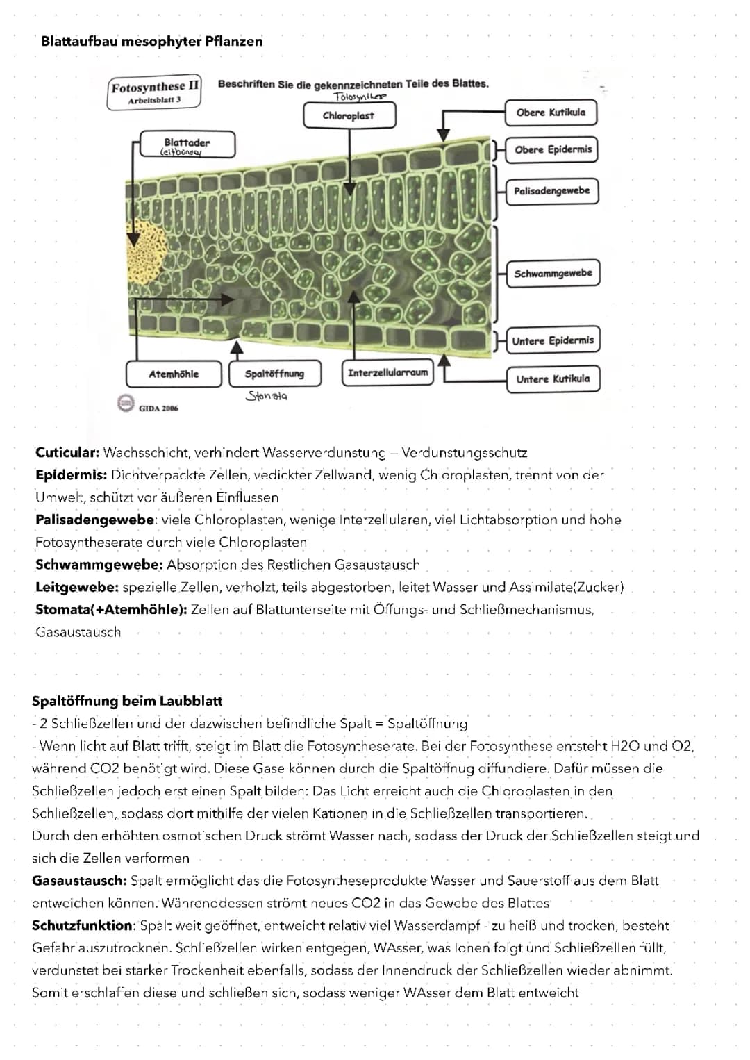 Blattaufbau mesophyter Pflanzen 