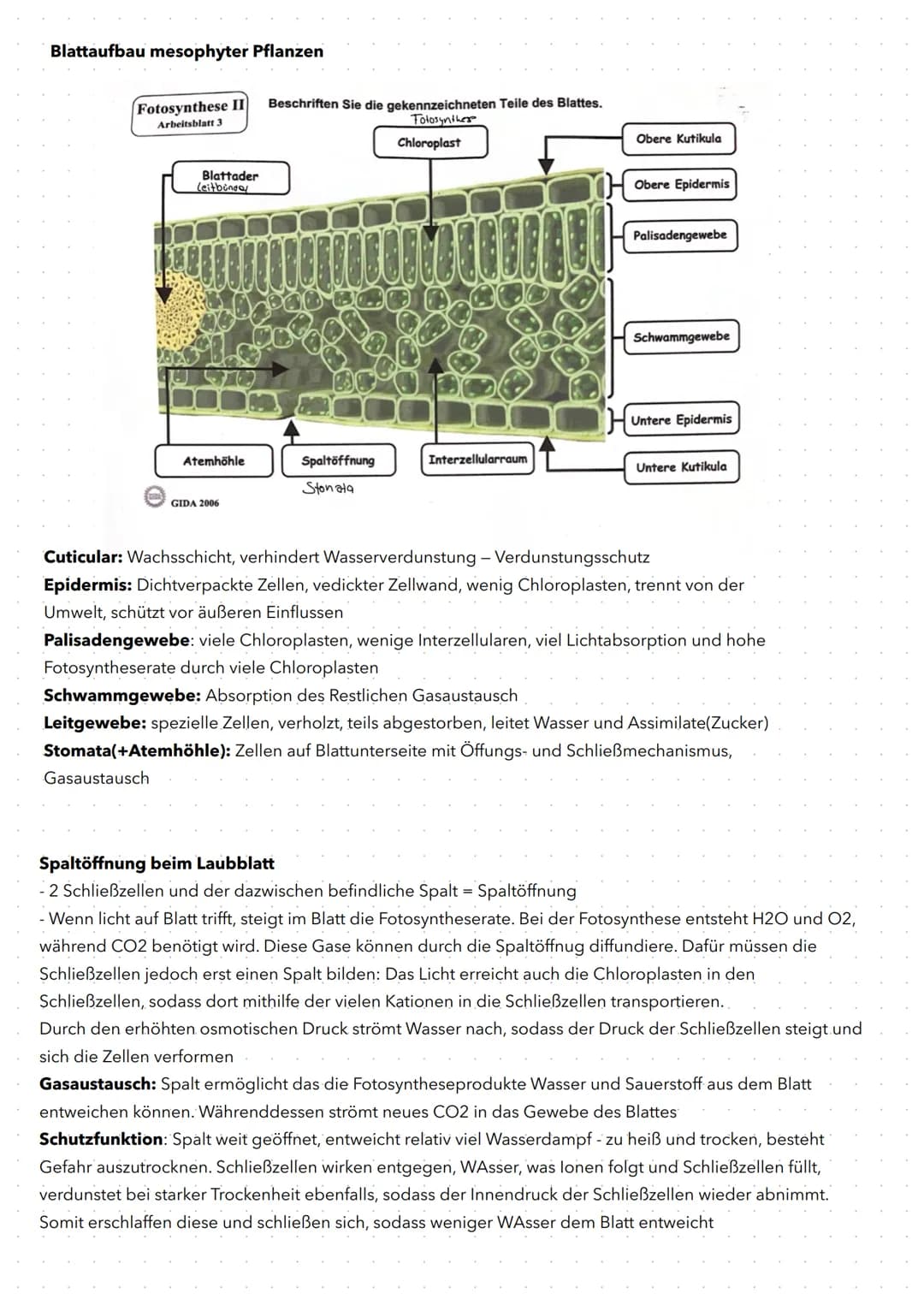 Blattaufbau mesophyter Pflanzen
Fotosynthese II
Arbeitsblatt 3
Blattader
Leitbinder
Gasaustausch
Atemhöhle
GIDA 2006
Beschriften Sie die gek