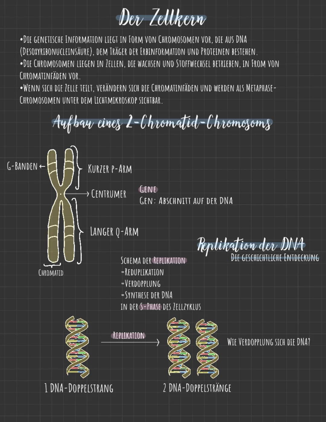 Replikation der DNA (Verdopplung)