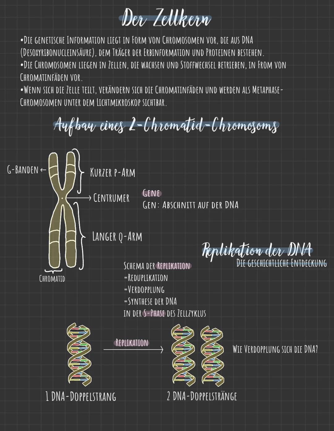Der Zellkern
DIE GENETISCHE INFORMATION LIEGT IN FORM VON CHROMOSOMEN VOR, DIE AUS DNA
(DESOXYRIBONUCLEINSÄURE), DEM TRÄGER DER ERBINFORMATI