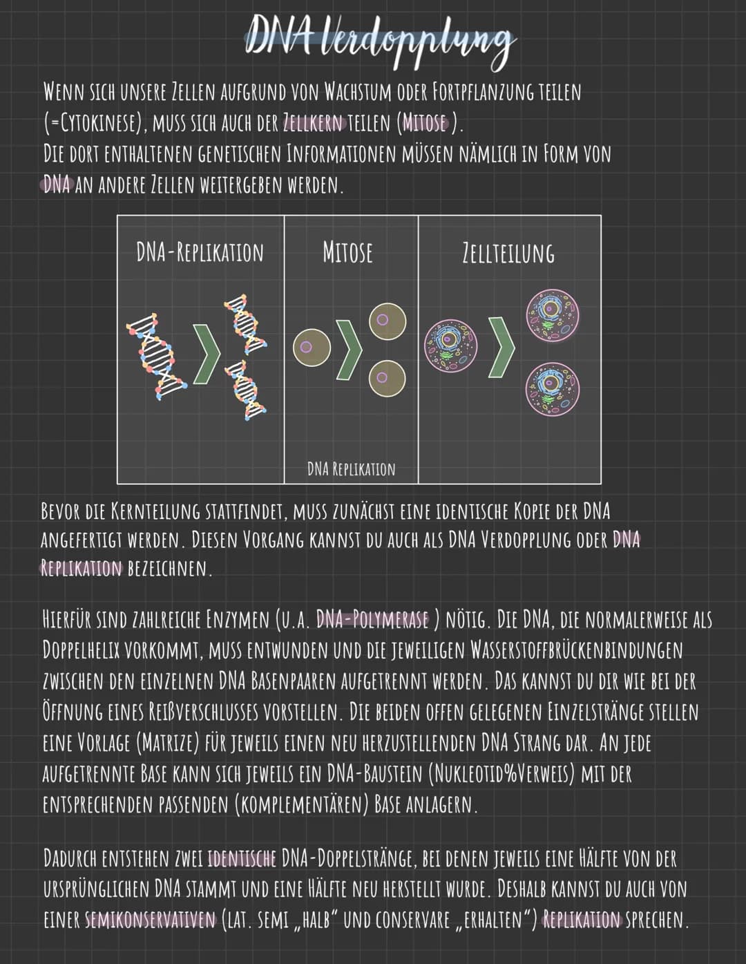 Der Zellkern
DIE GENETISCHE INFORMATION LIEGT IN FORM VON CHROMOSOMEN VOR, DIE AUS DNA
(DESOXYRIBONUCLEINSÄURE), DEM TRÄGER DER ERBINFORMATI