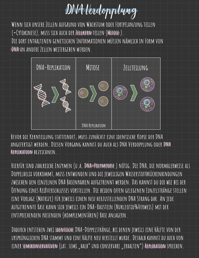 Der Zellkern
DIE GENETISCHE INFORMATION LIEGT IN FORM VON CHROMOSOMEN VOR, DIE AUS DNA
(DESOXYRIBONUCLEINSÄURE), DEM TRÄGER DER ERBINFORMATI