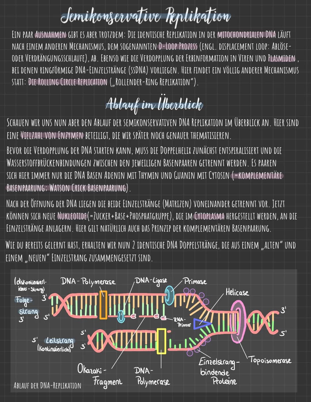 Der Zellkern
DIE GENETISCHE INFORMATION LIEGT IN FORM VON CHROMOSOMEN VOR, DIE AUS DNA
(DESOXYRIBONUCLEINSÄURE), DEM TRÄGER DER ERBINFORMATI