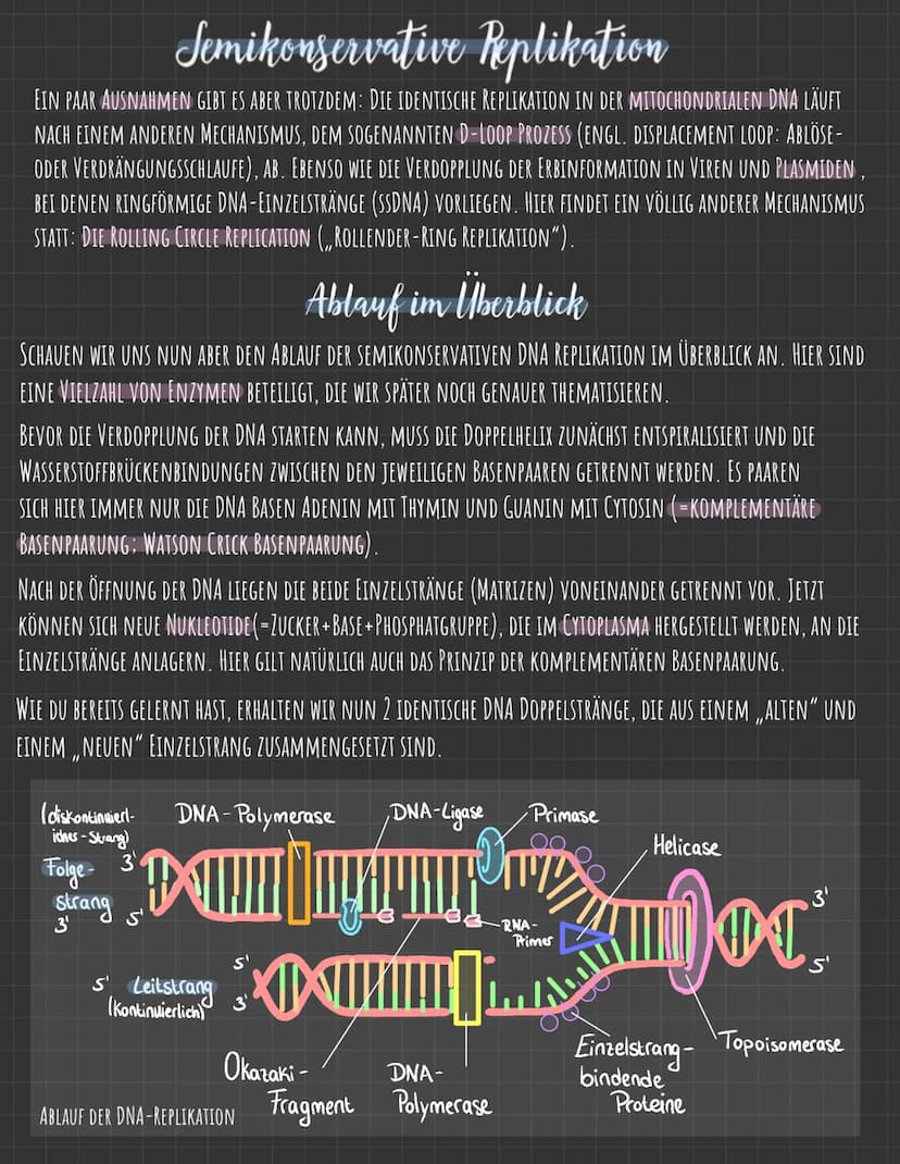 Der Zellkern
DIE GENETISCHE INFORMATION LIEGT IN FORM VON CHROMOSOMEN VOR, DIE AUS DNA
(DESOXYRIBONUCLEINSÄURE), DEM TRÄGER DER ERBINFORMATI