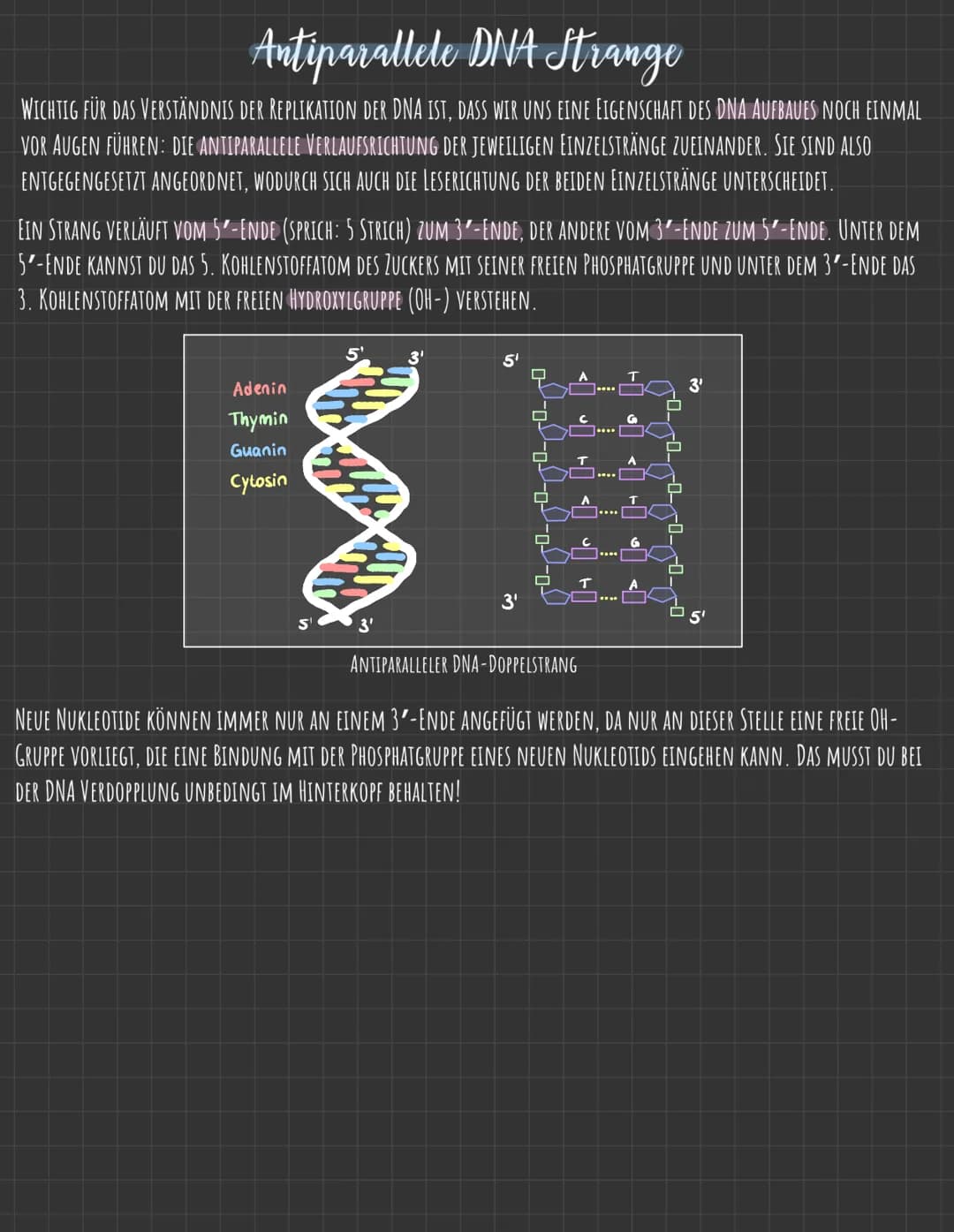 Der Zellkern
DIE GENETISCHE INFORMATION LIEGT IN FORM VON CHROMOSOMEN VOR, DIE AUS DNA
(DESOXYRIBONUCLEINSÄURE), DEM TRÄGER DER ERBINFORMATI
