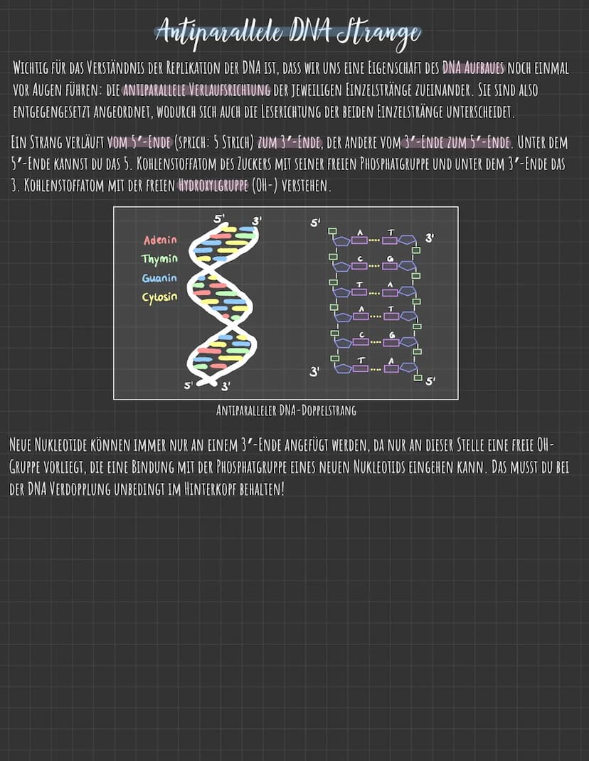 Der Zellkern
DIE GENETISCHE INFORMATION LIEGT IN FORM VON CHROMOSOMEN VOR, DIE AUS DNA
(DESOXYRIBONUCLEINSÄURE), DEM TRÄGER DER ERBINFORMATI