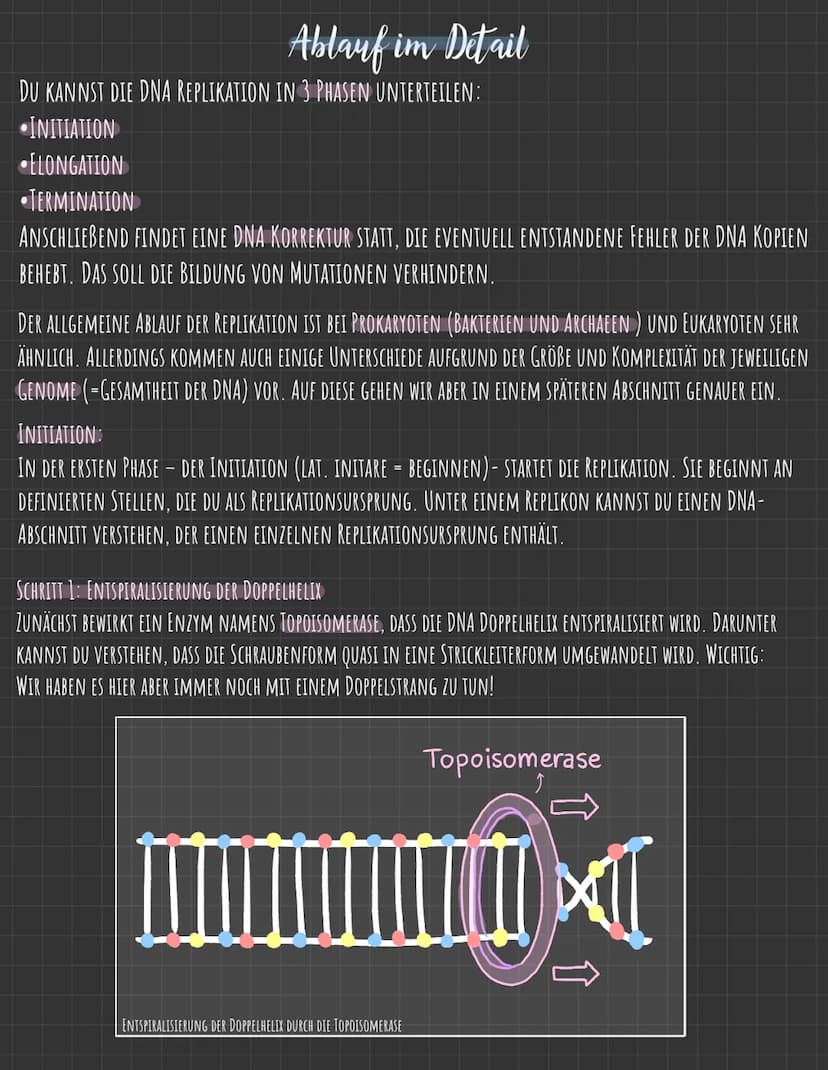 Der Zellkern
DIE GENETISCHE INFORMATION LIEGT IN FORM VON CHROMOSOMEN VOR, DIE AUS DNA
(DESOXYRIBONUCLEINSÄURE), DEM TRÄGER DER ERBINFORMATI