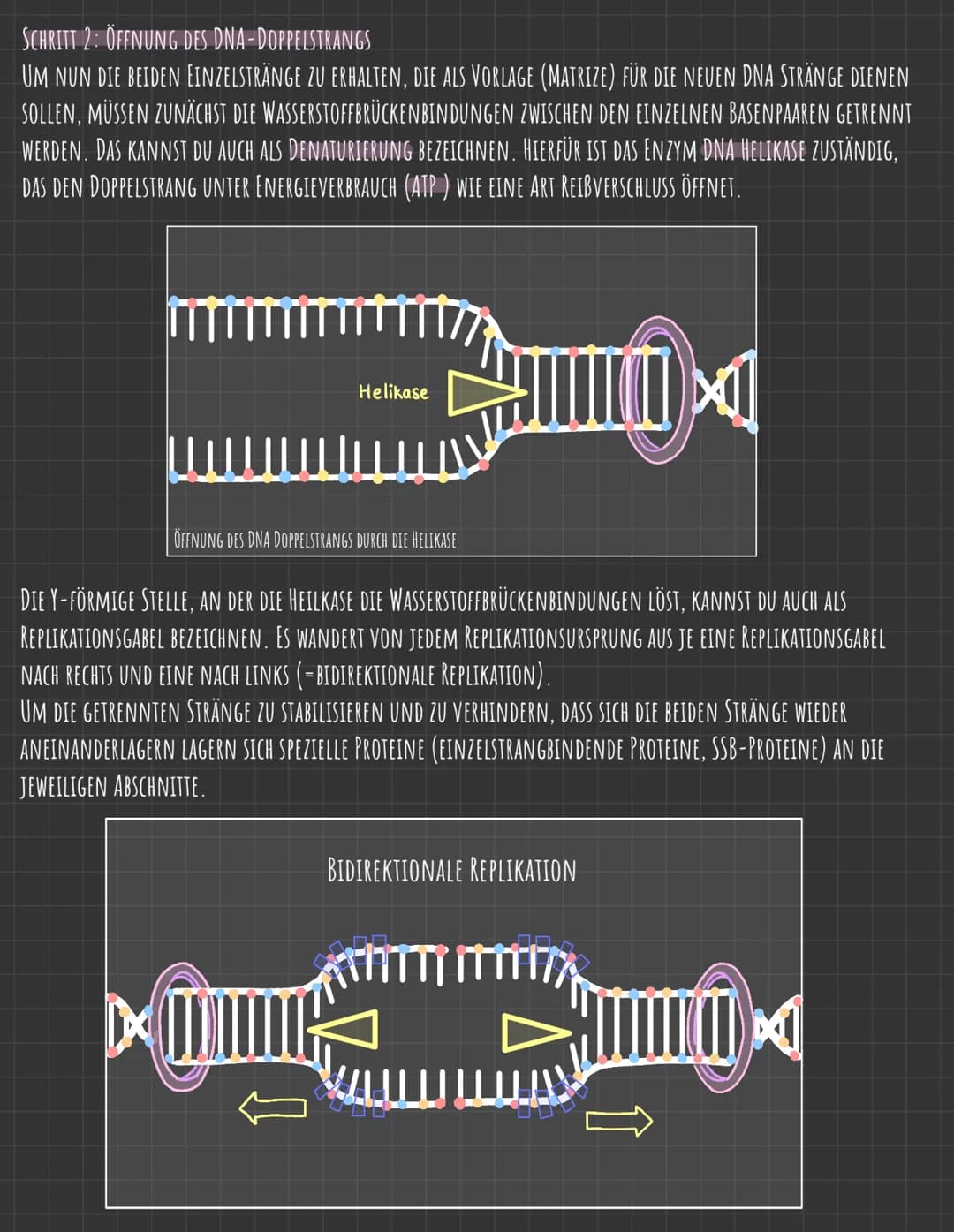 Der Zellkern
DIE GENETISCHE INFORMATION LIEGT IN FORM VON CHROMOSOMEN VOR, DIE AUS DNA
(DESOXYRIBONUCLEINSÄURE), DEM TRÄGER DER ERBINFORMATI