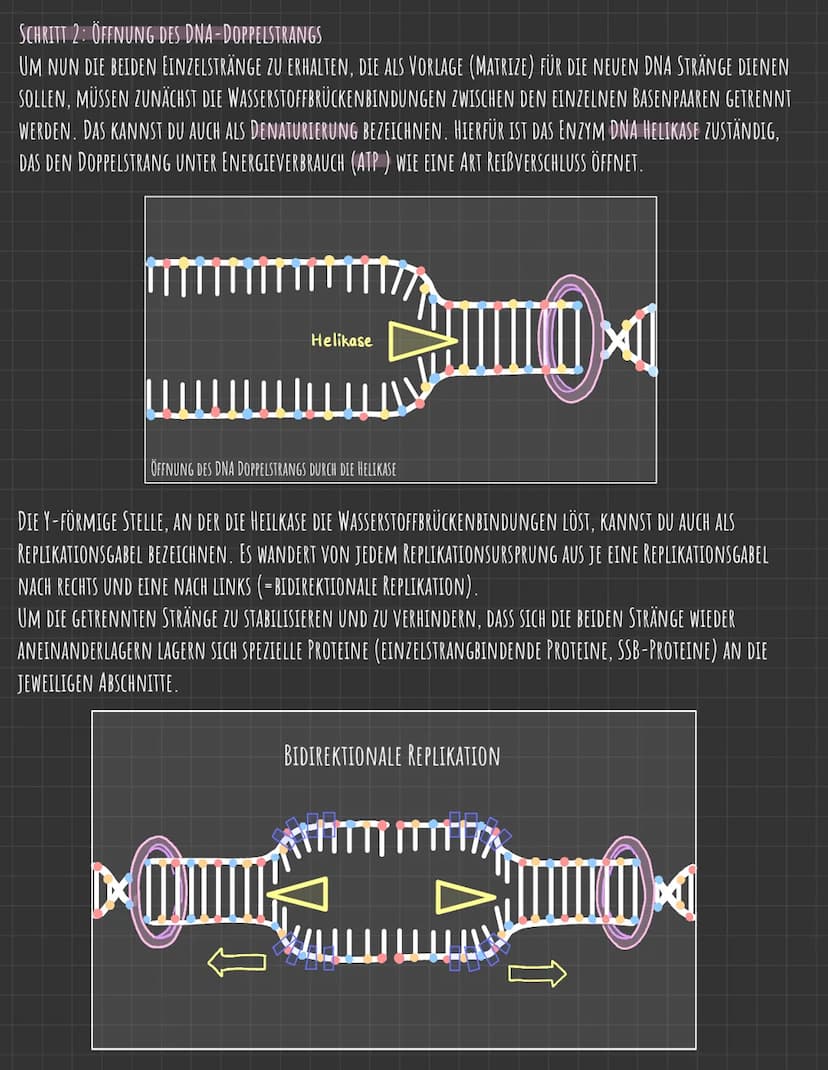 Der Zellkern
DIE GENETISCHE INFORMATION LIEGT IN FORM VON CHROMOSOMEN VOR, DIE AUS DNA
(DESOXYRIBONUCLEINSÄURE), DEM TRÄGER DER ERBINFORMATI