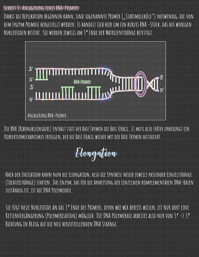 Der Zellkern
DIE GENETISCHE INFORMATION LIEGT IN FORM VON CHROMOSOMEN VOR, DIE AUS DNA
(DESOXYRIBONUCLEINSÄURE), DEM TRÄGER DER ERBINFORMATI