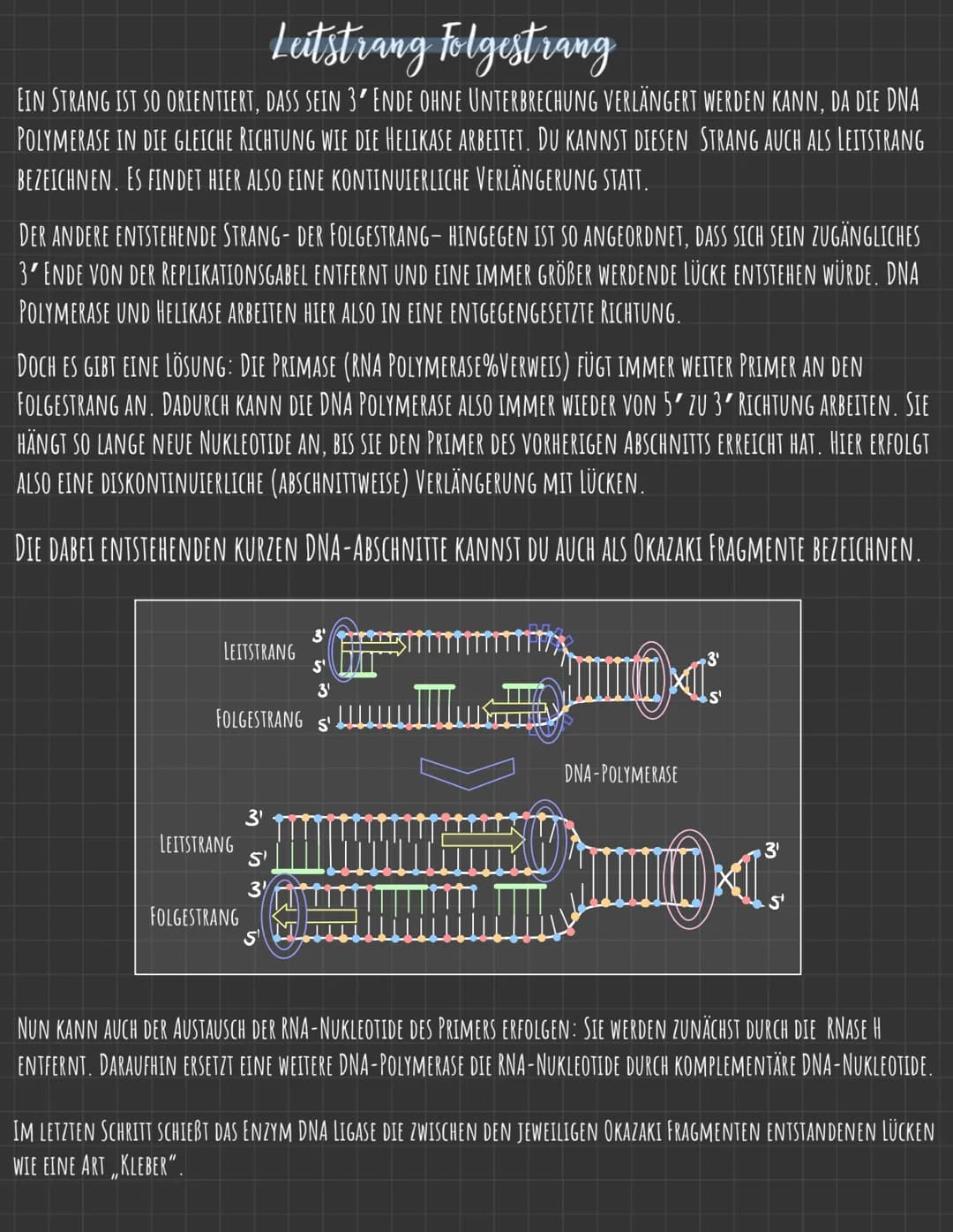 Der Zellkern
DIE GENETISCHE INFORMATION LIEGT IN FORM VON CHROMOSOMEN VOR, DIE AUS DNA
(DESOXYRIBONUCLEINSÄURE), DEM TRÄGER DER ERBINFORMATI