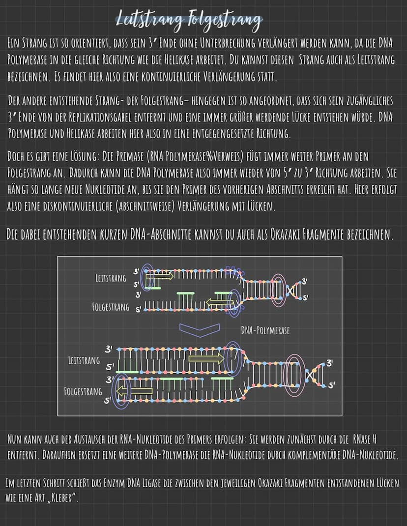 Der Zellkern
DIE GENETISCHE INFORMATION LIEGT IN FORM VON CHROMOSOMEN VOR, DIE AUS DNA
(DESOXYRIBONUCLEINSÄURE), DEM TRÄGER DER ERBINFORMATI
