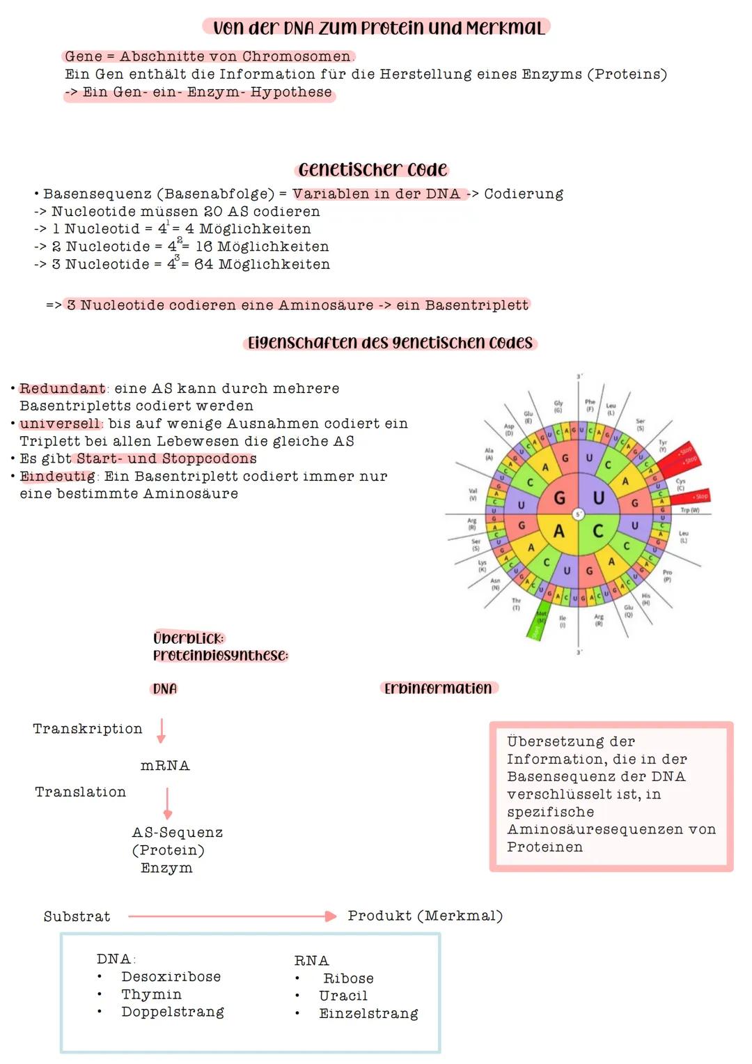 # von der DNA Zum Protein und Merkmal

Gene Abschnitte von Chromosomen.

Ein Gen enthält die Information für die Herstellung eines Enzyms (P