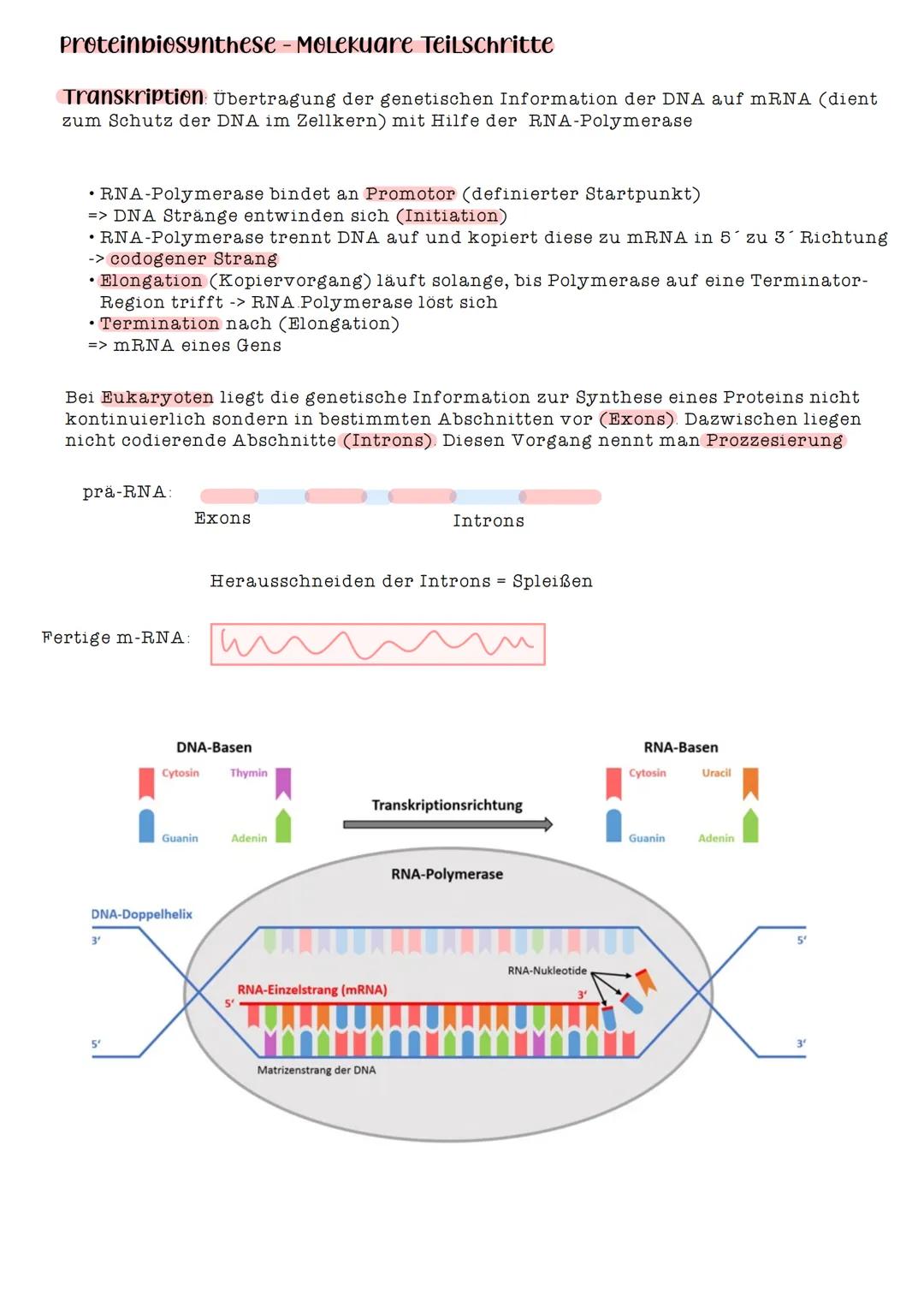 # von der DNA Zum Protein und Merkmal

Gene Abschnitte von Chromosomen.

Ein Gen enthält die Information für die Herstellung eines Enzyms (P