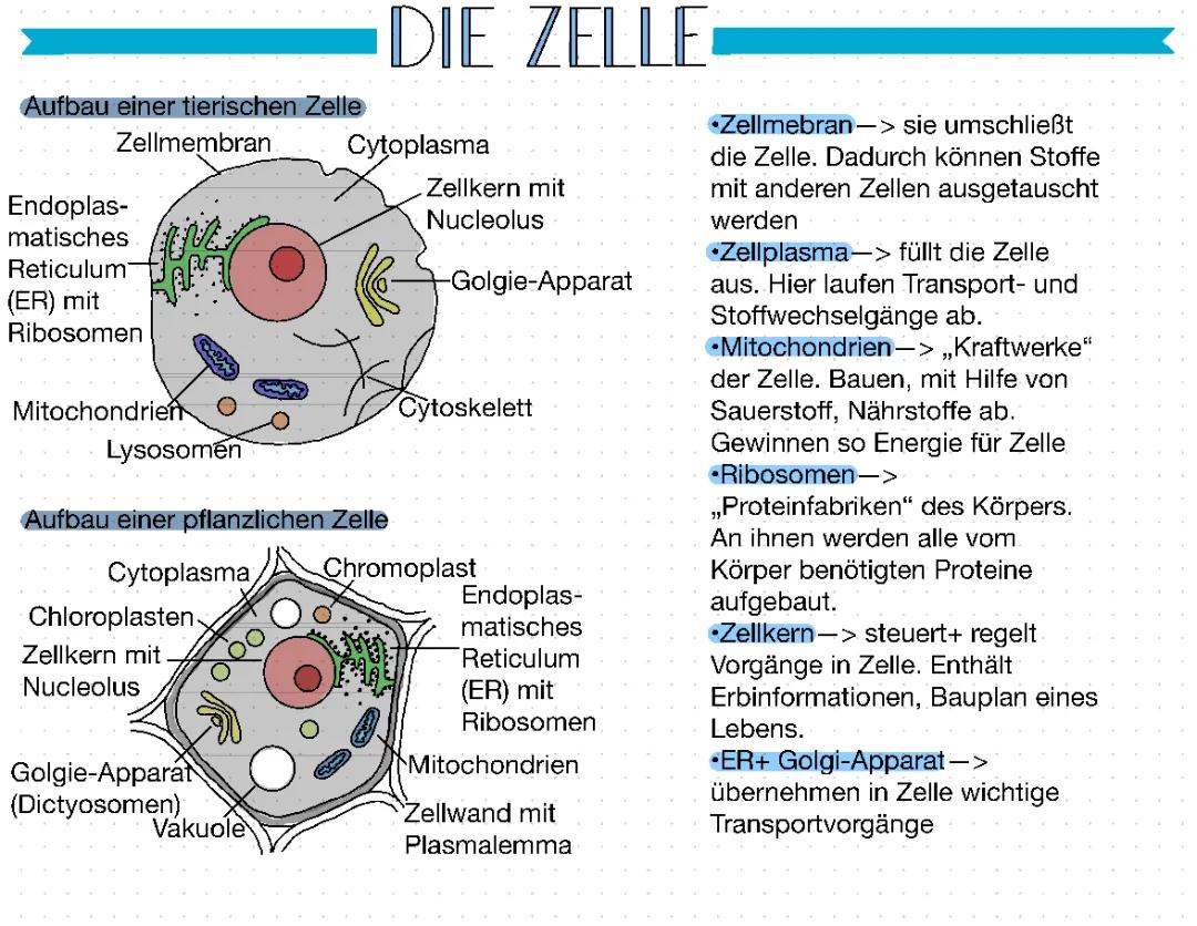 Die Zelle und Brownsche Molekularbewegung erklärt