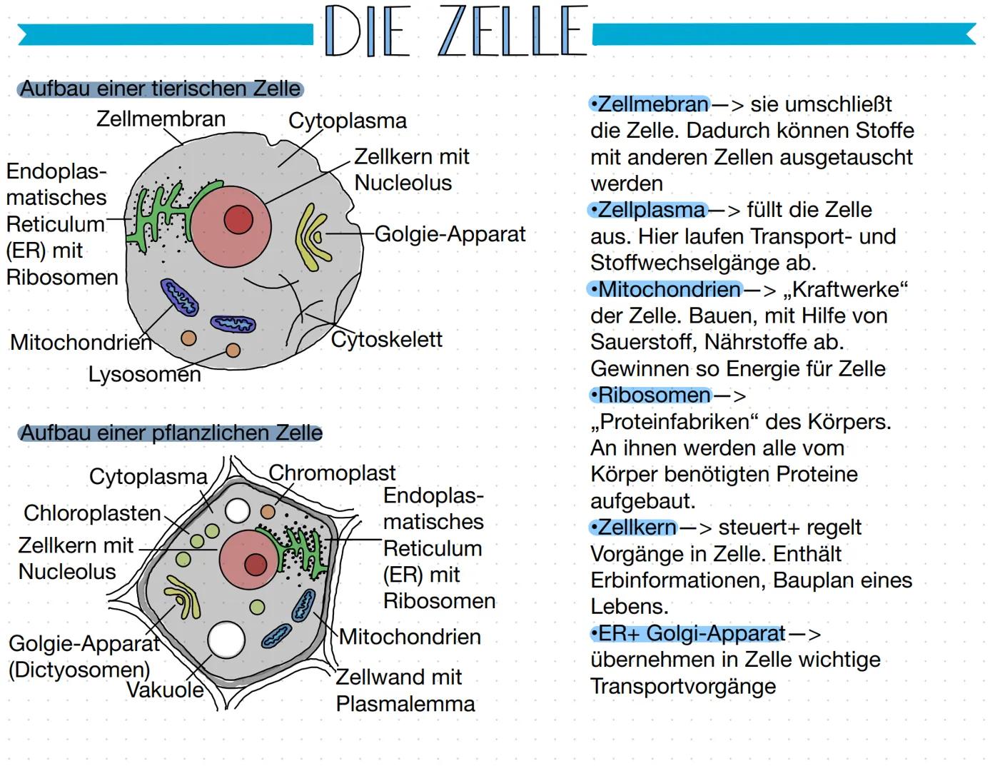 Aufbau einer tierischen Zelle
Zellmembran
Endoplas-
matisches
Reticulum
(ER) mit
Ribosomen
Mitochondrien
Lysosomen
Chloroplasten
Zellkern mi