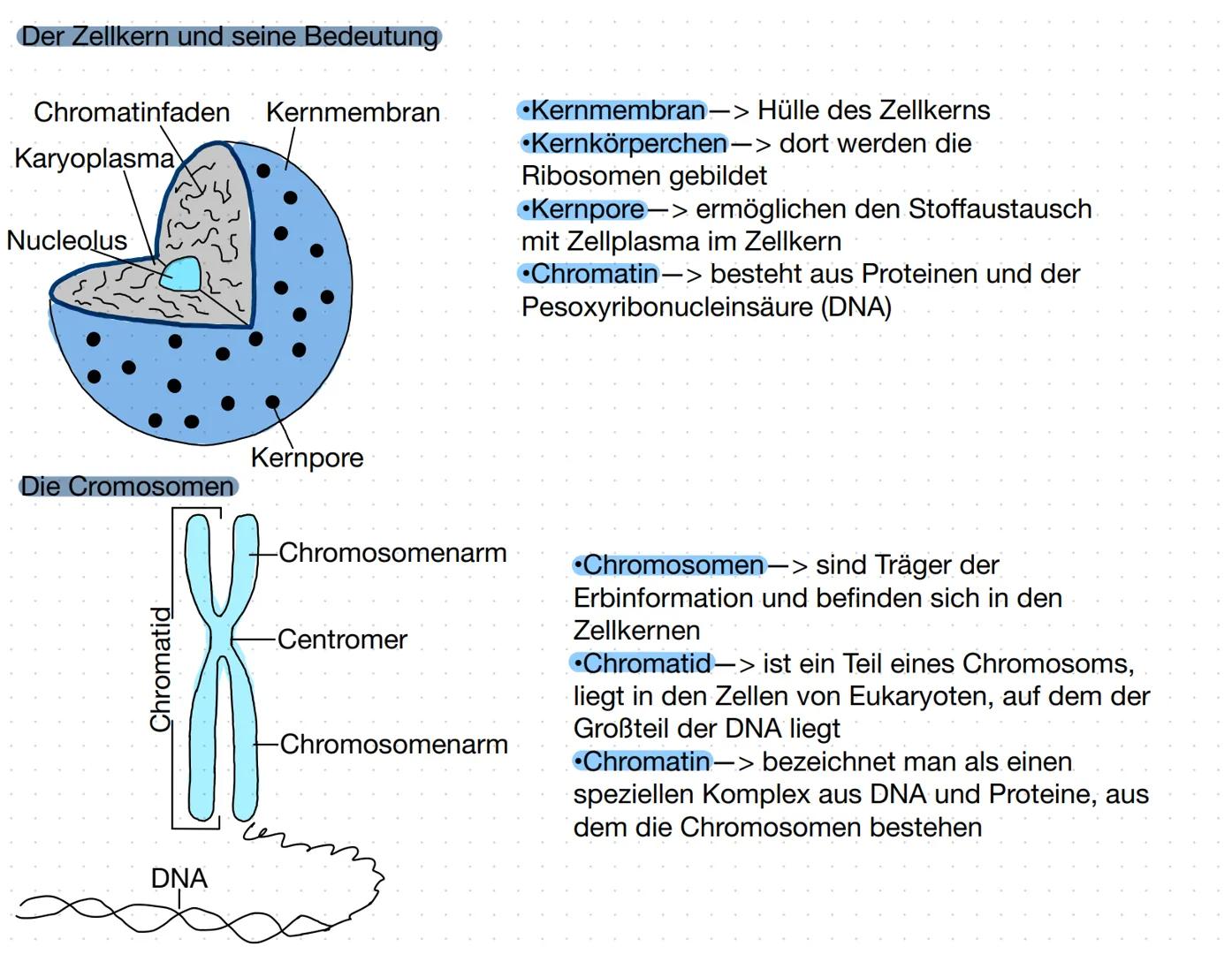 Aufbau einer tierischen Zelle
Zellmembran
Endoplas-
matisches
Reticulum
(ER) mit
Ribosomen
Mitochondrien
Lysosomen
Chloroplasten
Zellkern mi