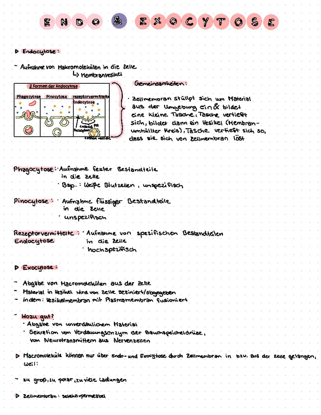 Energietransport in Zellen: Endozytose und Exozytose einfach erklärt