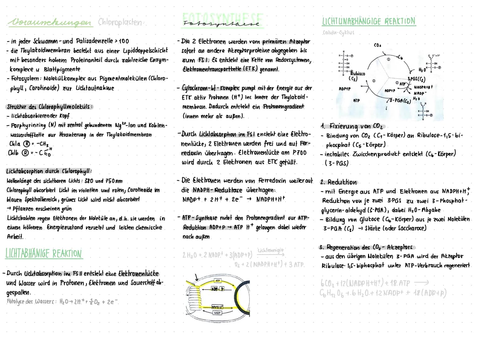 Voraussetzungen
- in jeder Schwamm- und Palisadenzelle > 100
- die Thylacoidmembran besteht aus einer Lipiddoppelschicht
mit besonders hohem