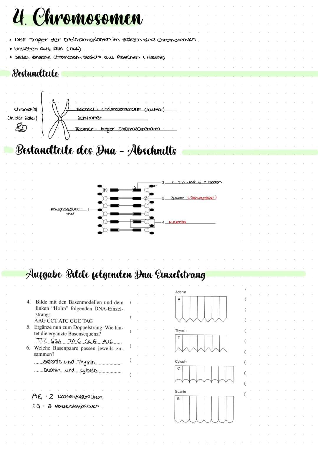 2.1 Molekulargenetik
●
Humangeneti uk
→ beim nenschen
• Erbgange.
ABO-System
• Stammbaumanalyse
Gentechnik
→ Einschleusen fremder Erbinforma