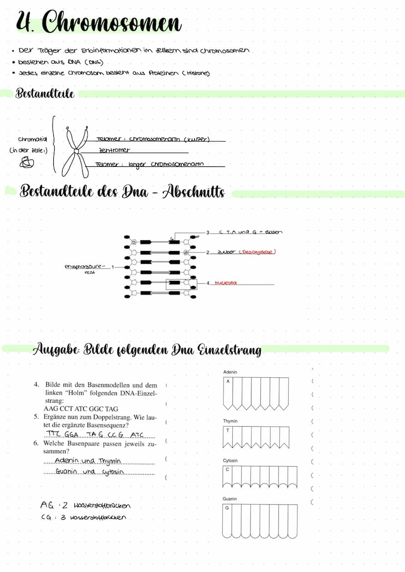 2.1 Molekulargenetik
●
Humangeneti uk
→ beim nenschen
• Erbgange.
ABO-System
• Stammbaumanalyse
Gentechnik
→ Einschleusen fremder Erbinforma