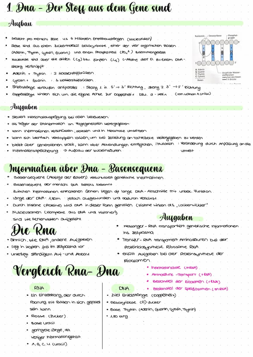 2.1 Molekulargenetik
●
Humangeneti uk
→ beim nenschen
• Erbgange.
ABO-System
• Stammbaumanalyse
Gentechnik
→ Einschleusen fremder Erbinforma