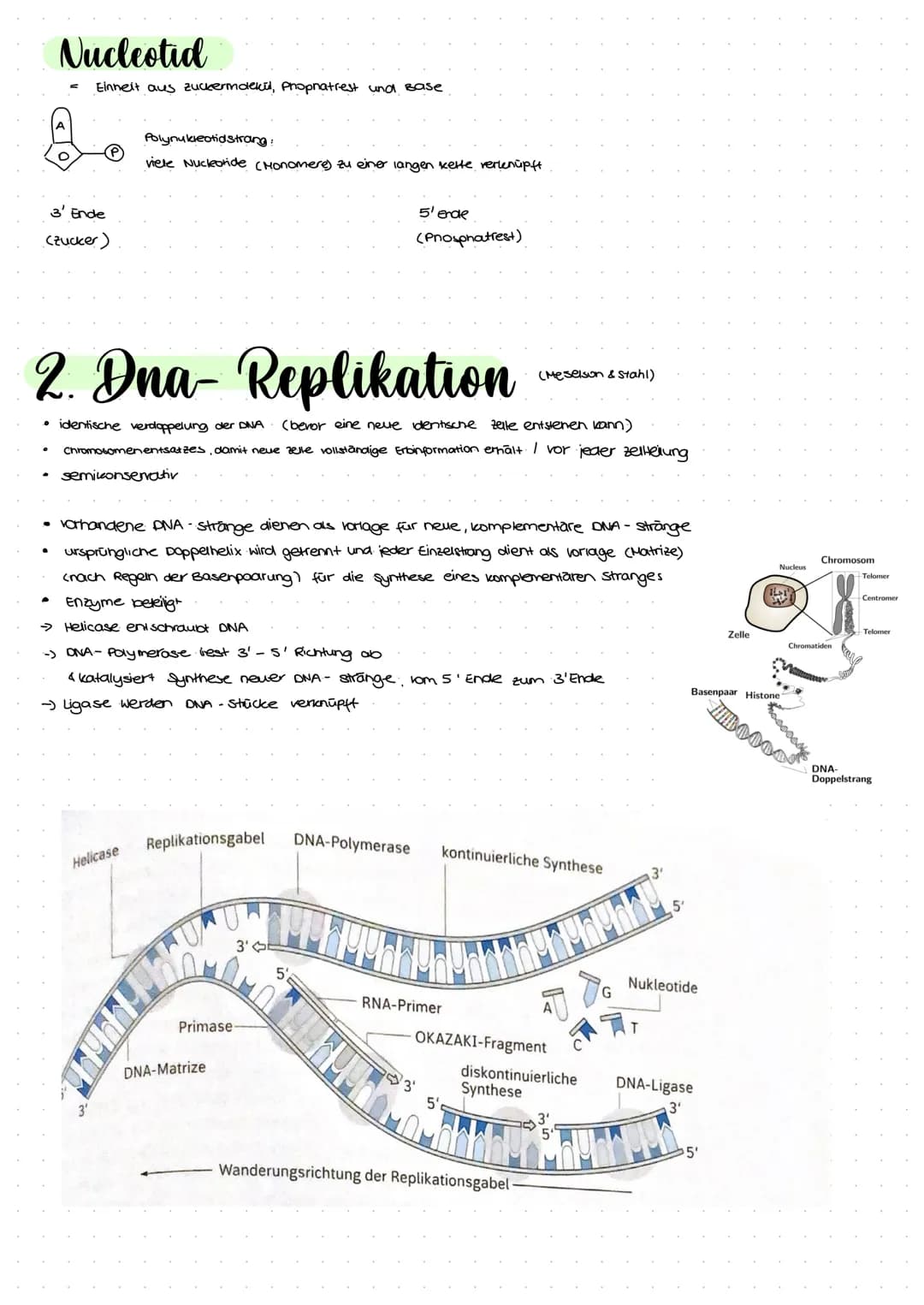 2.1 Molekulargenetik
●
Humangeneti uk
→ beim nenschen
• Erbgange.
ABO-System
• Stammbaumanalyse
Gentechnik
→ Einschleusen fremder Erbinforma