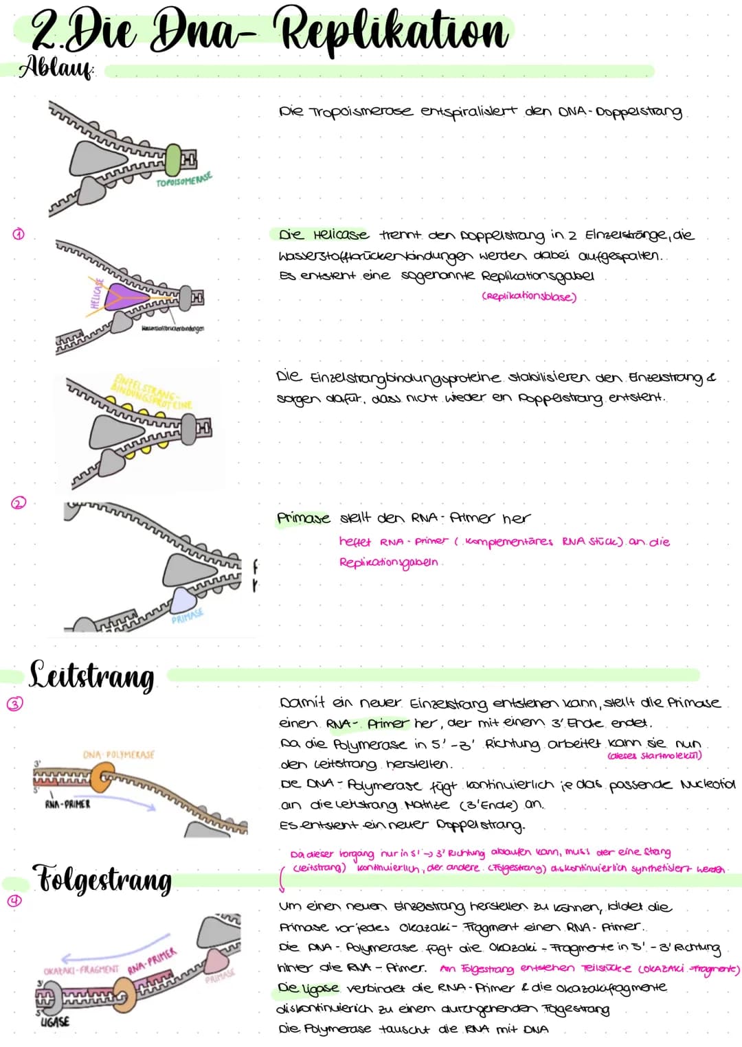 2.1 Molekulargenetik
●
Humangeneti uk
→ beim nenschen
• Erbgange.
ABO-System
• Stammbaumanalyse
Gentechnik
→ Einschleusen fremder Erbinforma