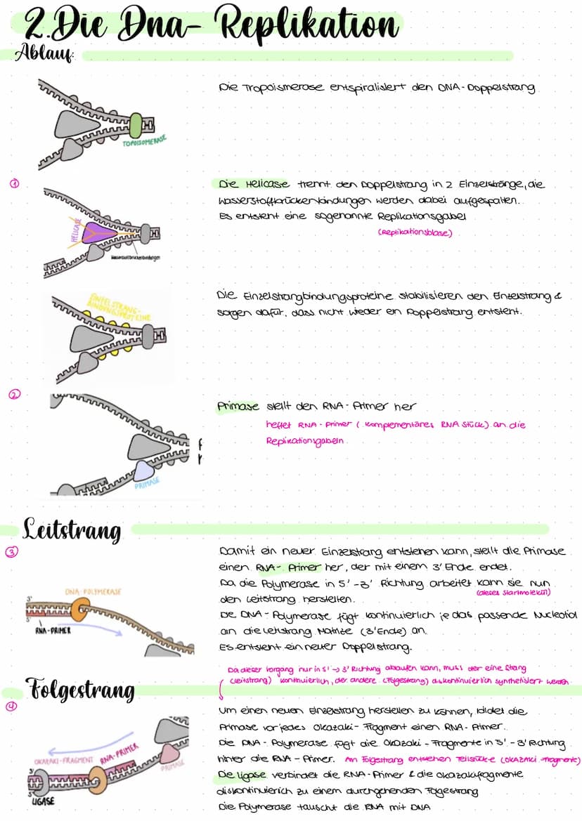 2.1 Molekulargenetik
●
Humangeneti uk
→ beim nenschen
• Erbgange.
ABO-System
• Stammbaumanalyse
Gentechnik
→ Einschleusen fremder Erbinforma