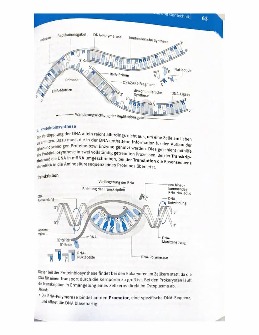 2.1 Molekulargenetik
●
Humangeneti uk
→ beim nenschen
• Erbgange.
ABO-System
• Stammbaumanalyse
Gentechnik
→ Einschleusen fremder Erbinforma
